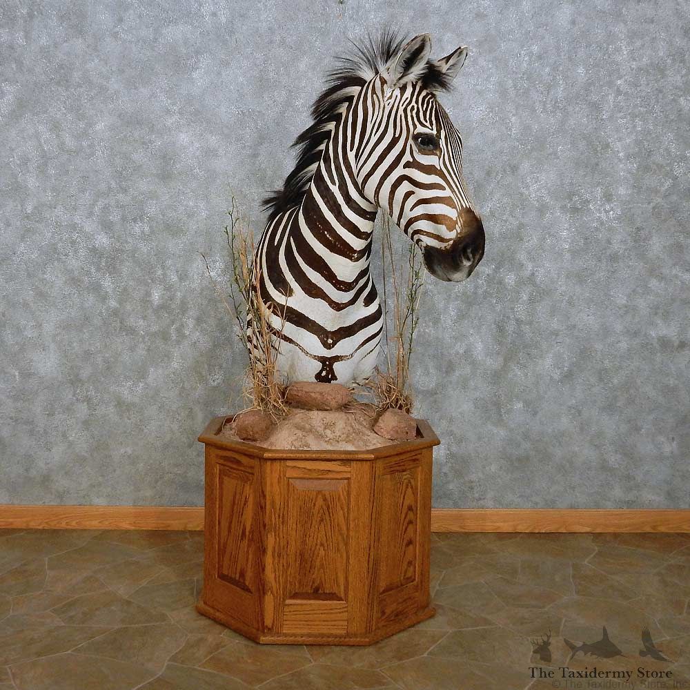 African Burchell's Zebra Pedestal Mount For Sale #15106 @ The Taxidermy Store