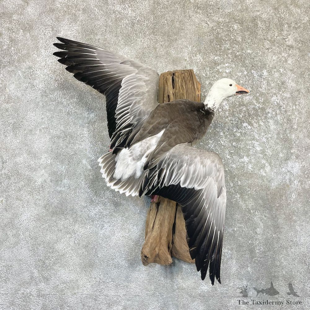 Blue Goose Taxidermy Mount For Sale #26500 @ The Taxidermy Store
