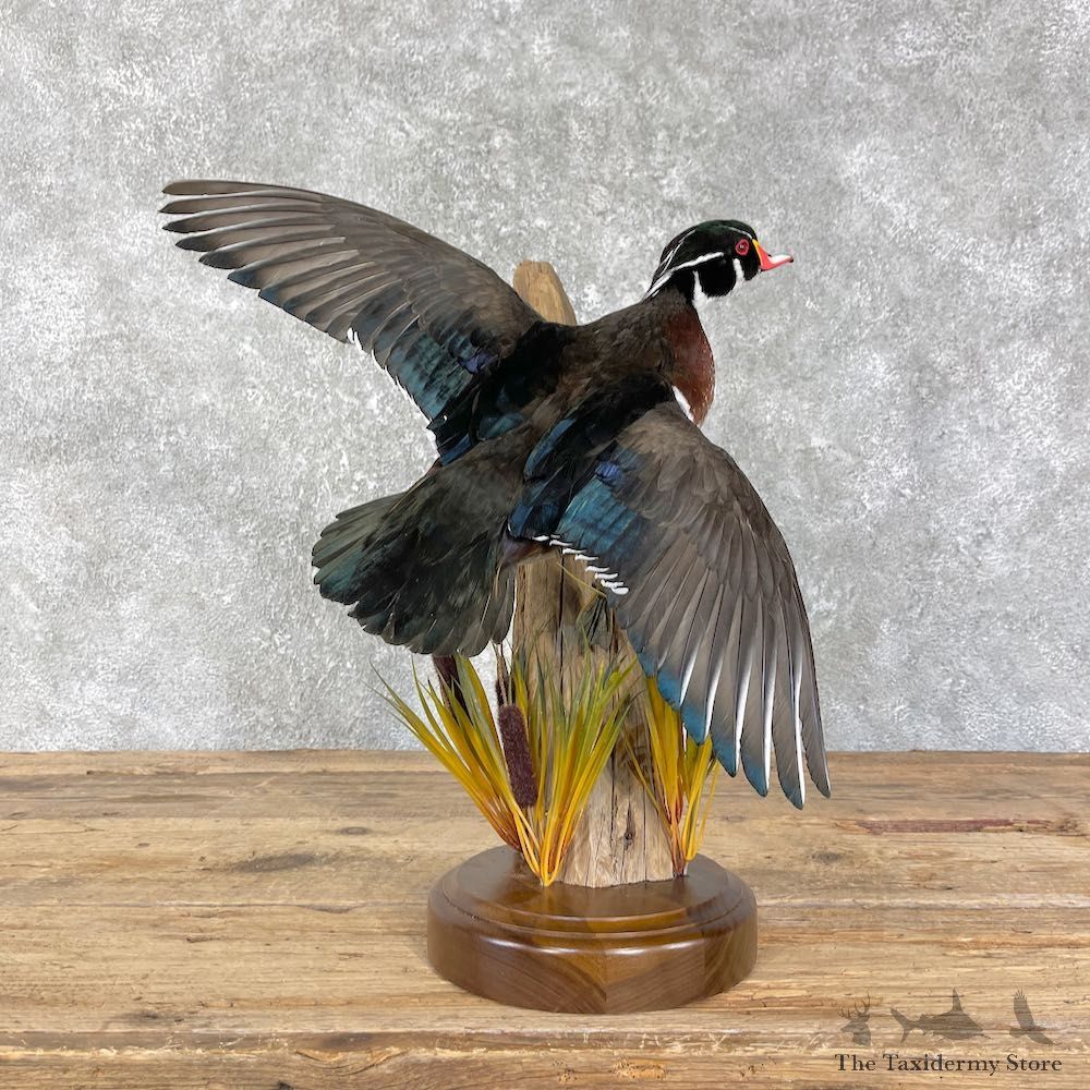 Wood Duck Taxidermy Bird Mount For Sale #26194 @ The Taxidermy Store