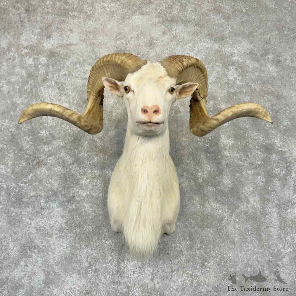 Texas Dall Sheep Shoulder Mount For Sale #32357 @ The Taxidermy Store