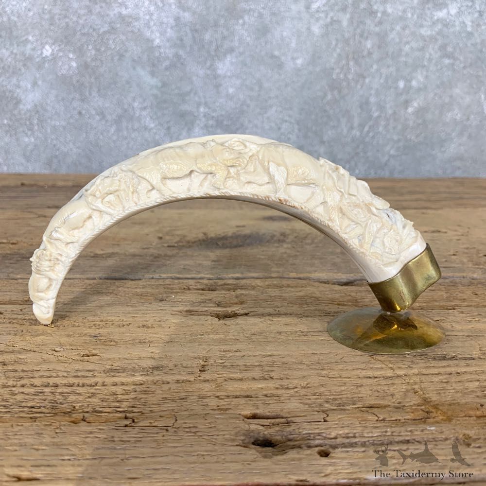 Carved Warthog Tooth For Sale #22391 @ The Taxidermy Store