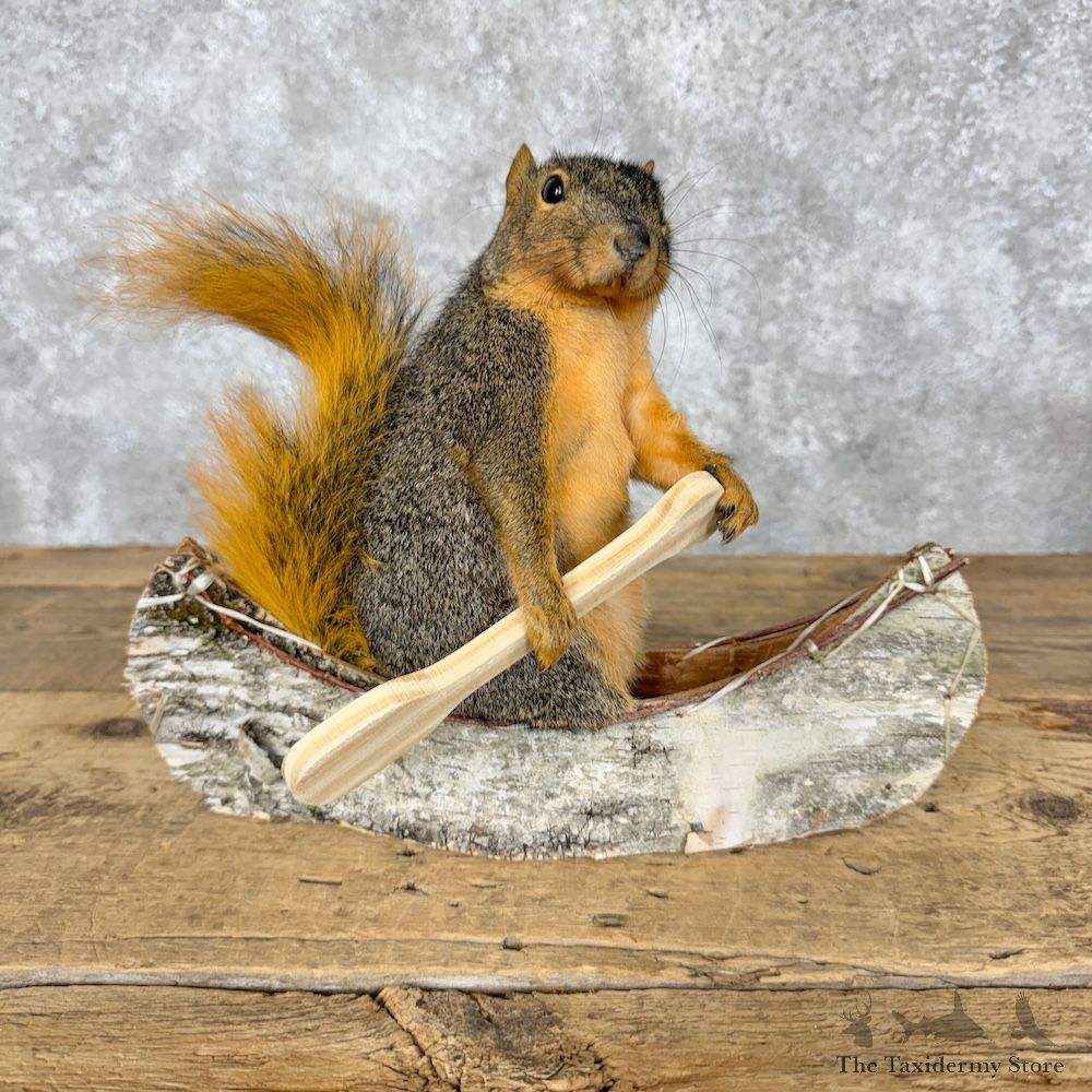 Canoe Fox Squirrel Novelty Mount For Sale #29502 @ The Taxidermy Store
