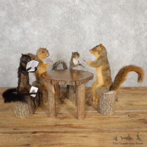 Life Size Squirrel Taxidermy Set #20310 For Sale @ The Taxidermy Store