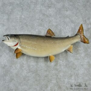Lake Trout Fish Mount M1 #12836 For Sale @ The Taxidermy Store