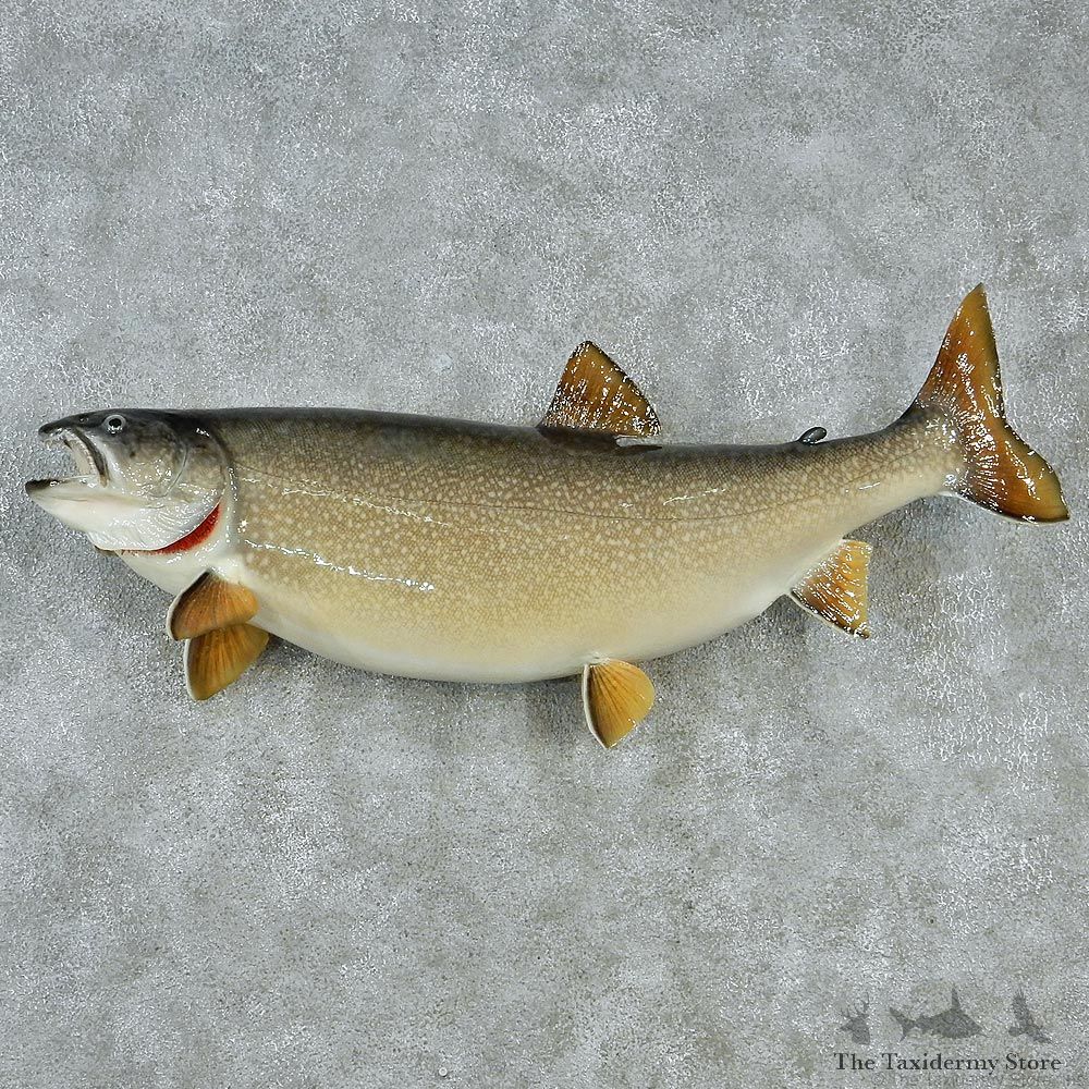 Lake Trout Fish Mount M1 #12836 For Sale @ The Taxidermy Store