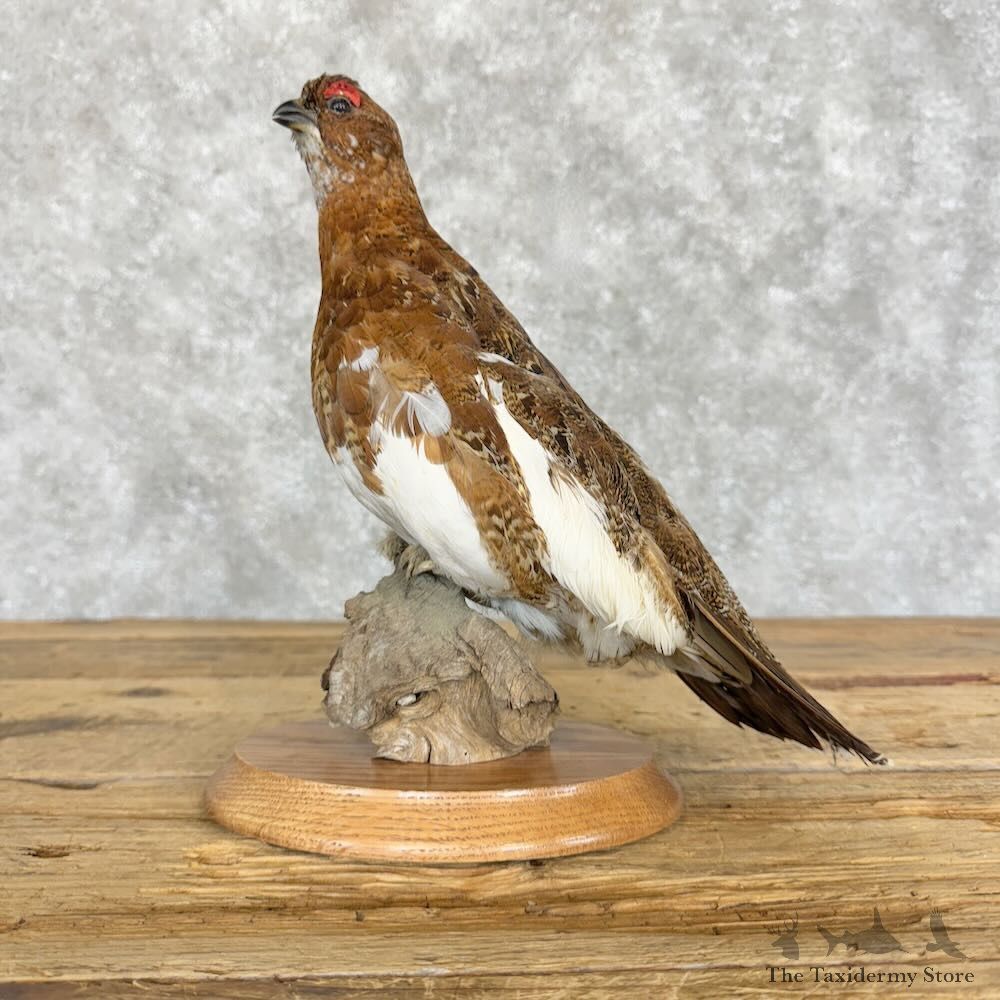 Willow Ptarmigan Mount For Sale #29087 @ The Taxidermy Store