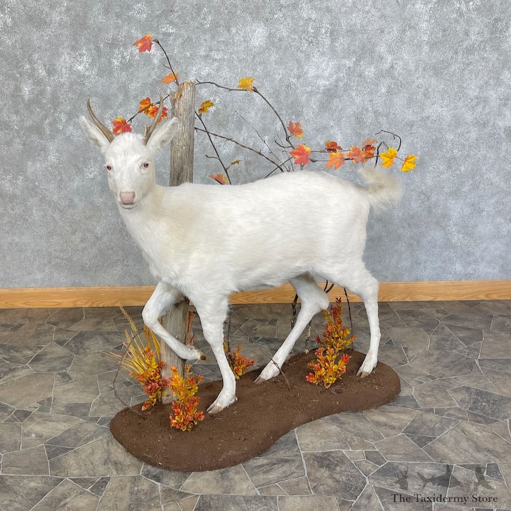 Albino Whitetail Deer Life-Size Mount For Sale #25441 - The Taxidermy Store