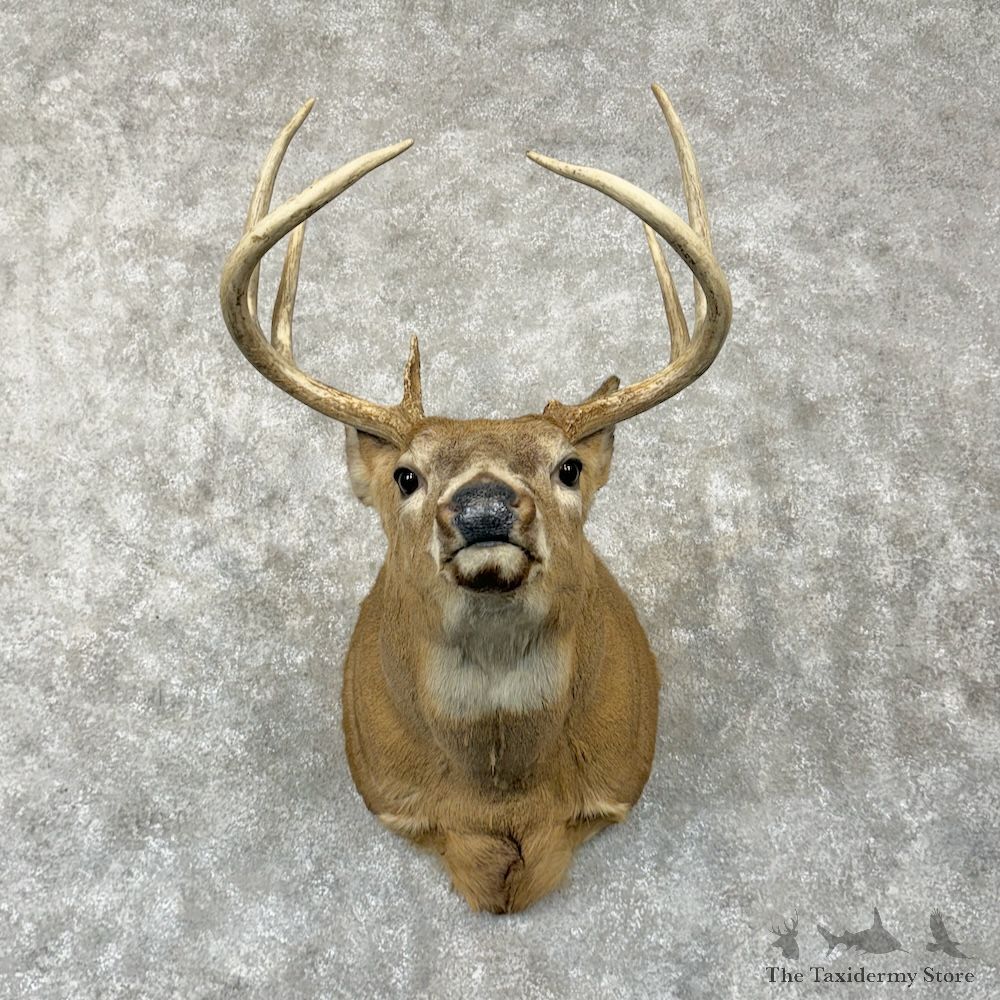 Whitetail Deer Shoulder Mount For Sale #29286 - The Taxidermy Store