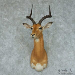 African Impala Taxidermy Shoulder Mount #13414 For Sale @ The Taxidermy Store