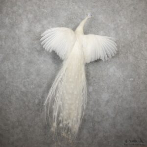 Indian Peacock Bird Mount For Sale #19503 @ The Taxidermy Store