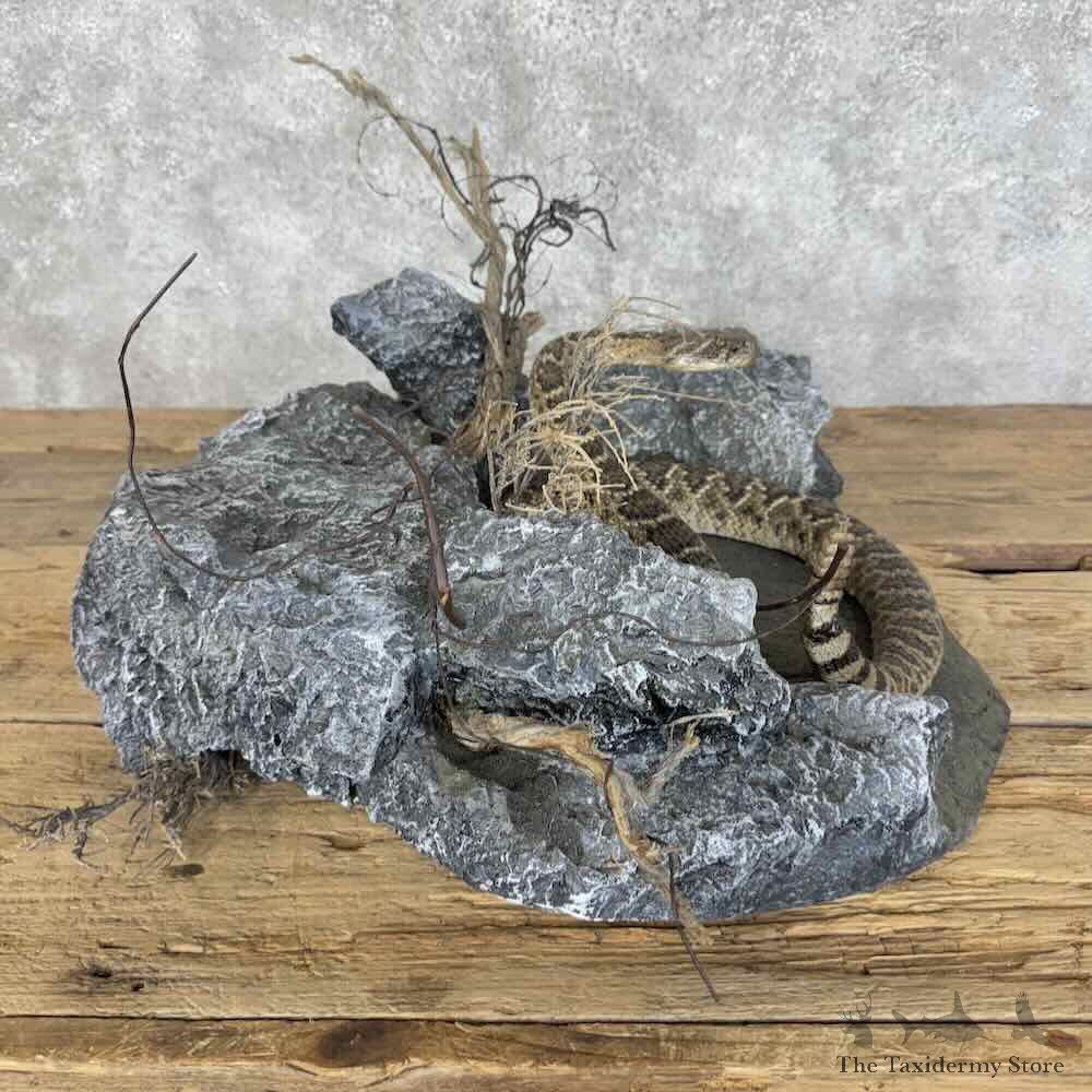 Eastern Diamondback Rattlesnake Mount For Sale #31125 @ The Taxidermy Store