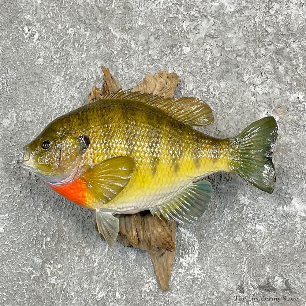 Bluegill Fish Mount For Sale #27386 @ The Taxidermy Store