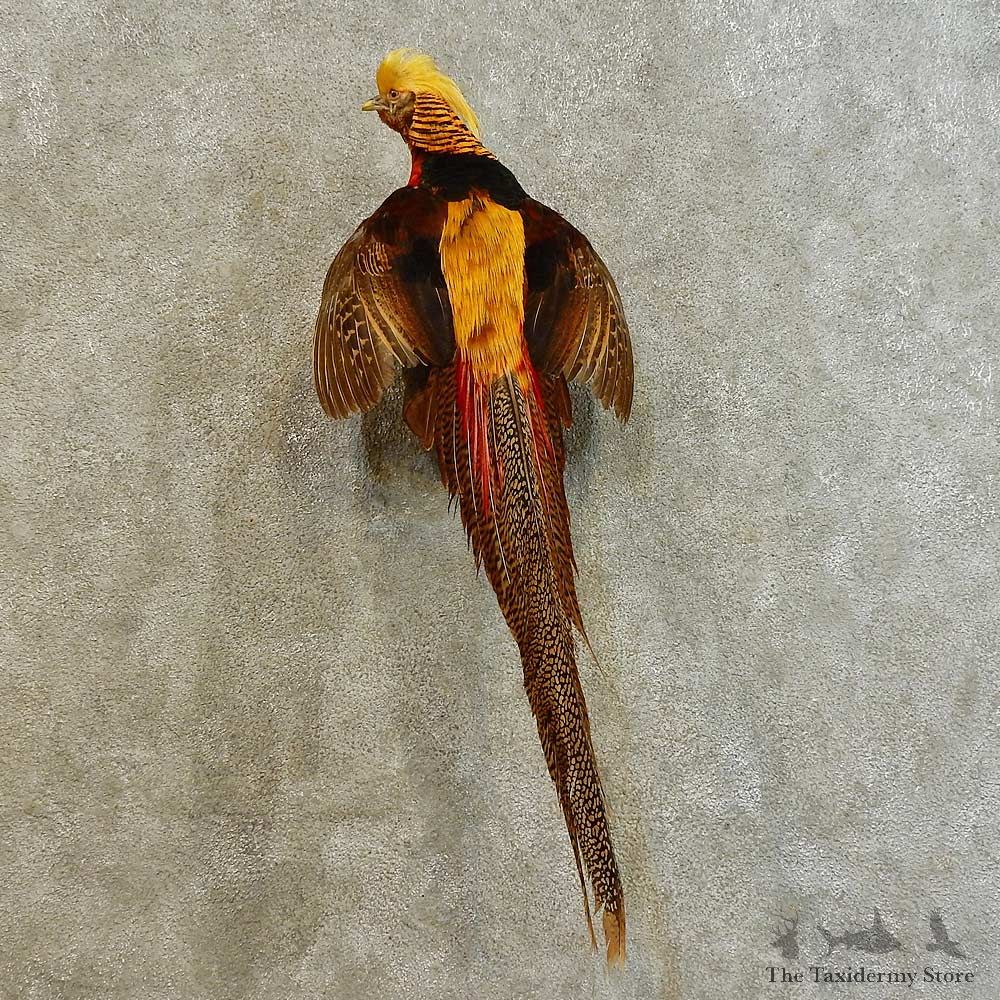 Golden Pheasant Bird Mount For Sale #16527 @ The Taxidermy Store