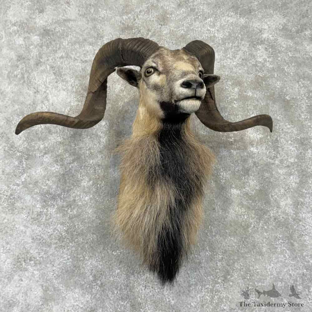 Corsican Ram Shoulder Mount For Sale #31760 @ The Taxidermy Store