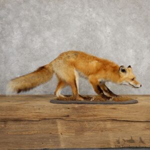 Red Fox Life-Size Mount For Sale #20314 @ The Taxidermy Store