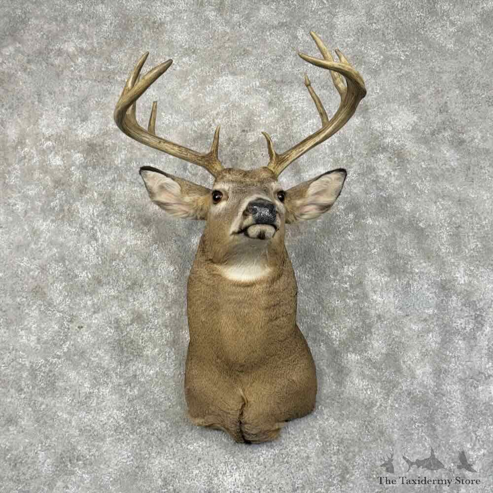 Whitetail Deer Shoulder Mount For Sale #31165 @ The Taxidermy Store