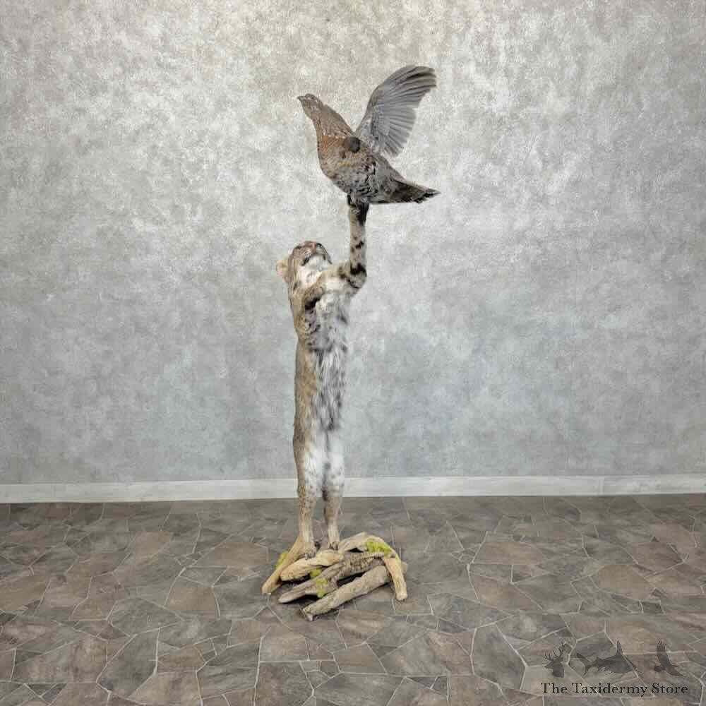 Bobcat Life-Size Mount For Sale #31564 @ The Taxidermy Store