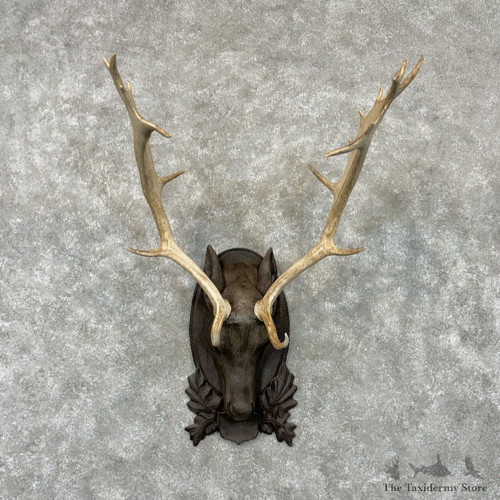 Fallow Deer Plaque Mount For Sale #29724 @ The Taxidermy Store