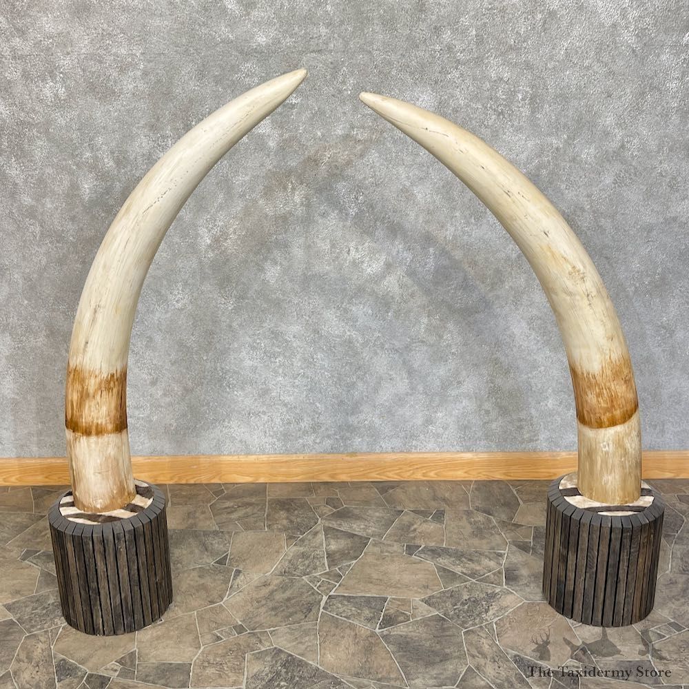 Elephant Tusk Replica Mount For Sale #25388 @ The Taxidermy Store