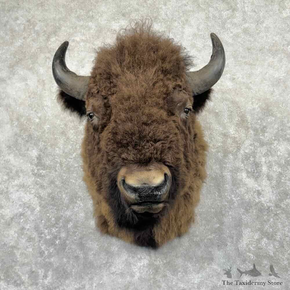 American Buffalo Bison Shoulder Mount For Sale #32164 @ The Taxidermy Store