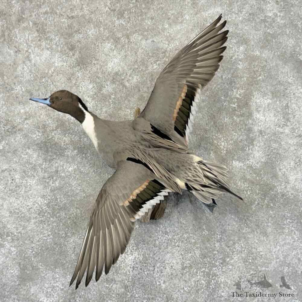 Northern Pintail Duck Taxidermy Bird Mount For Sale