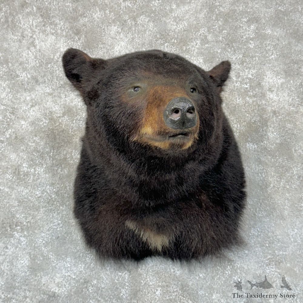 Black Bear Shoulder Mount For Sale #29560 @ The Taxidermy Store