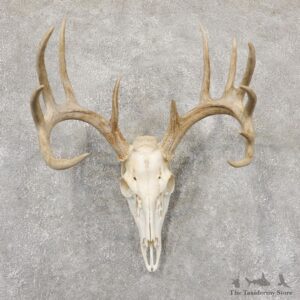 Whitetail Deer Skull European Mount For Sale #18941 @ The Taxidermy Store