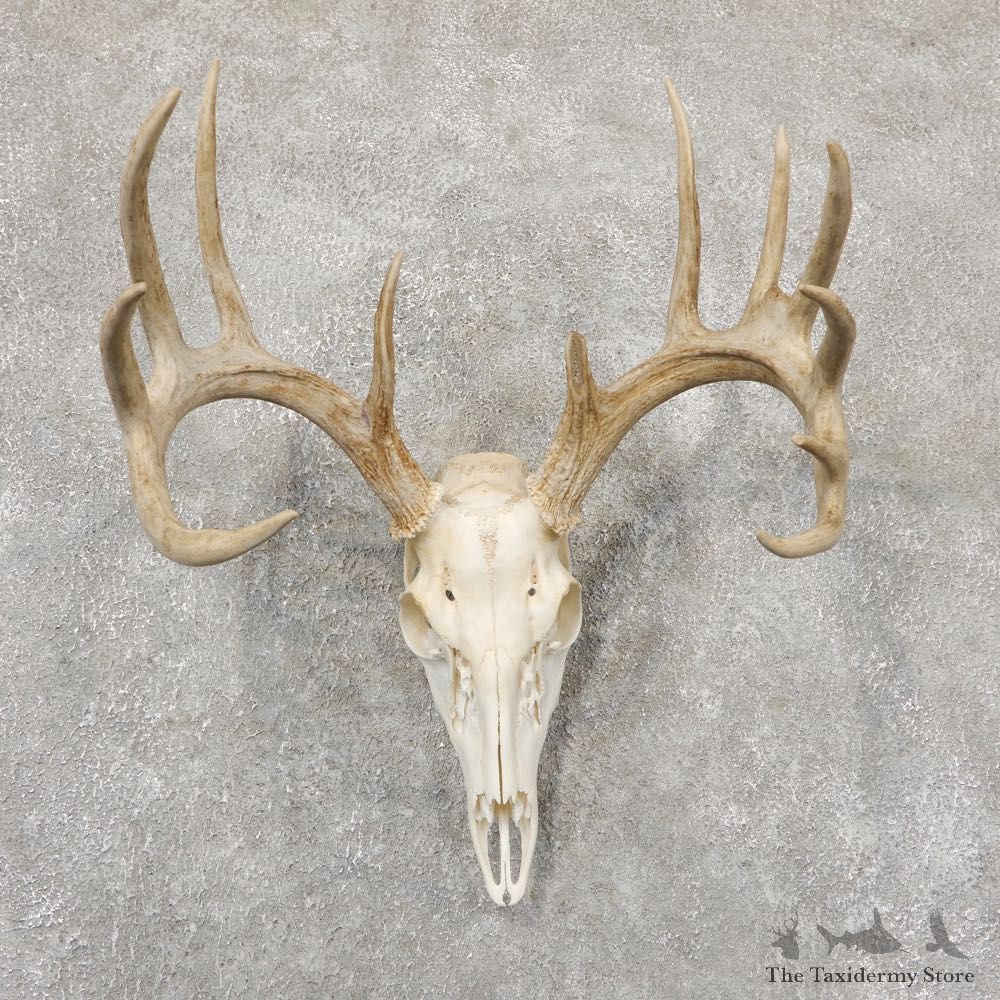 Whitetail Deer Skull European Mount For Sale #18941 @ The Taxidermy Store
