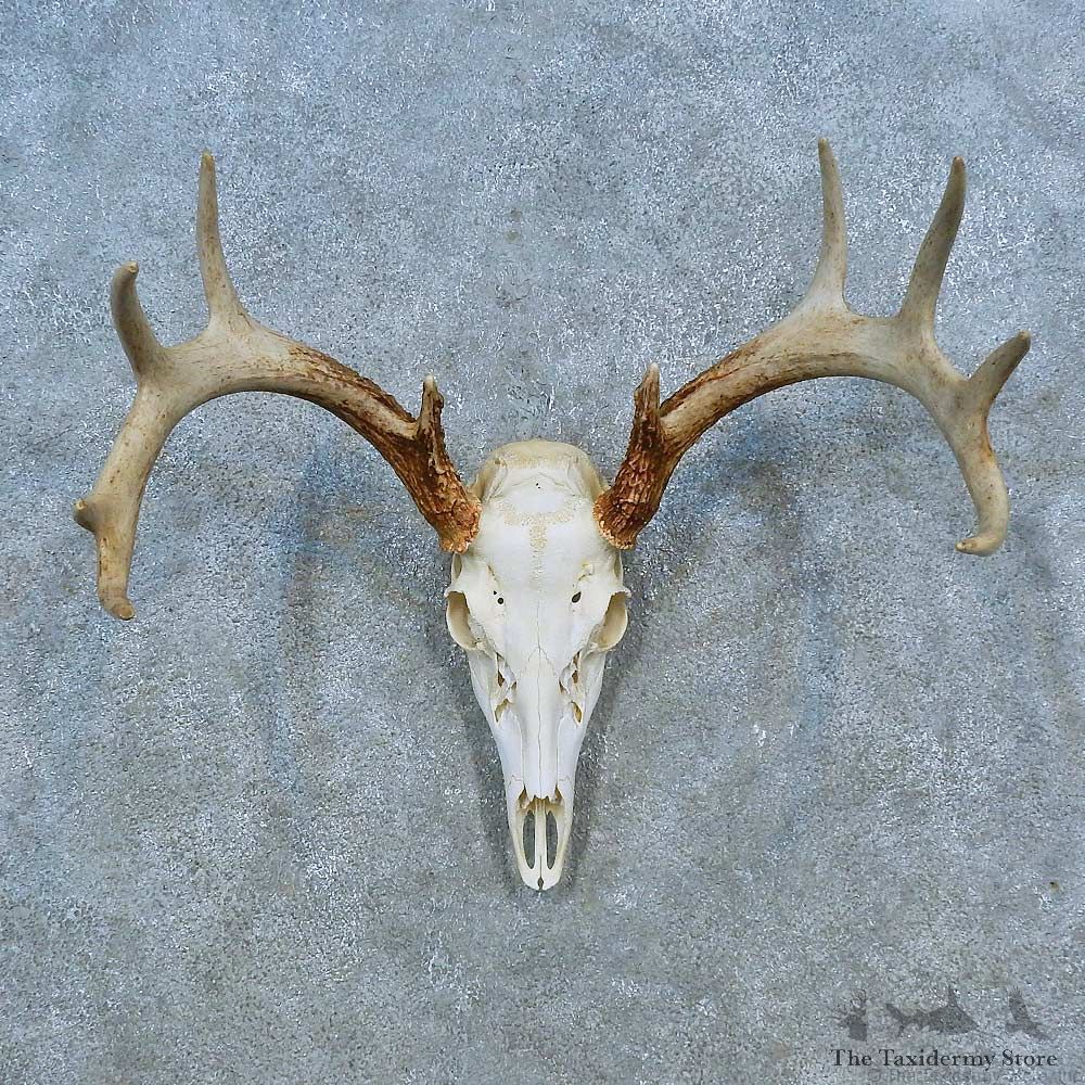 Whitetail Deer Skull Antler European Mount For Sale #15523 @ The Taxidermy Store