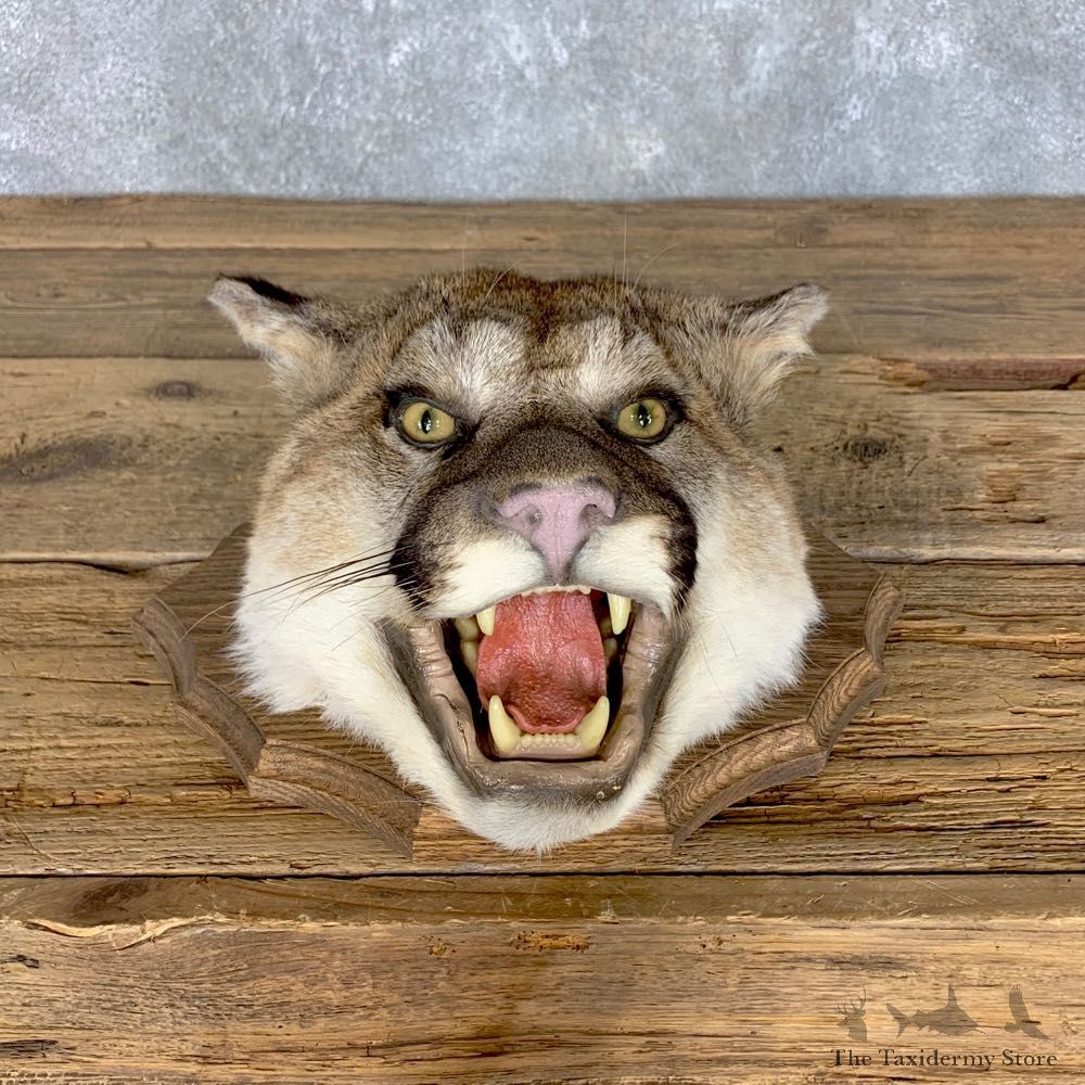 Mountain Lion Head Mount For Sale #22602 @ The Taxidermy Store