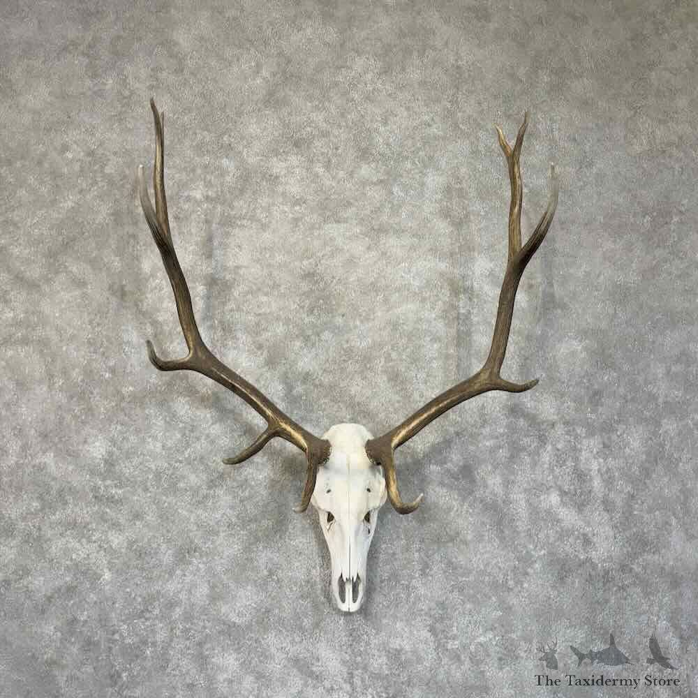 Rocky Mountain Elk Skull European Mount For Sale #30528 @ The Taxidermy Store