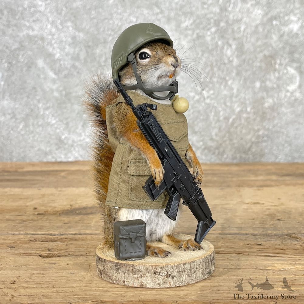 Patriot Squirrel Novelty Mount For Sale #26095 @ The Taxidermy Store