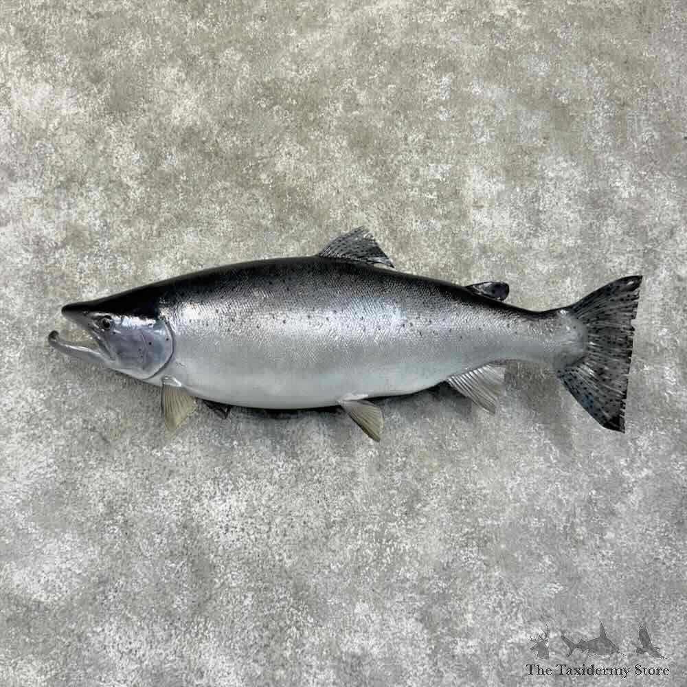 King Chinook Salmon Fish Mount For Sale #30766 @ The Taxidermy Store
