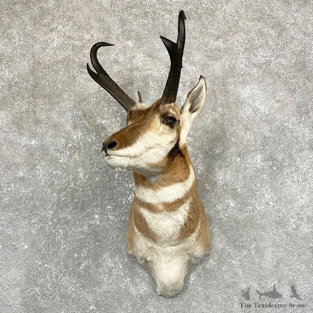 Pronghorn Taxidermy Shoulder Mount #24950 For Sale @ The Taxidermy Store