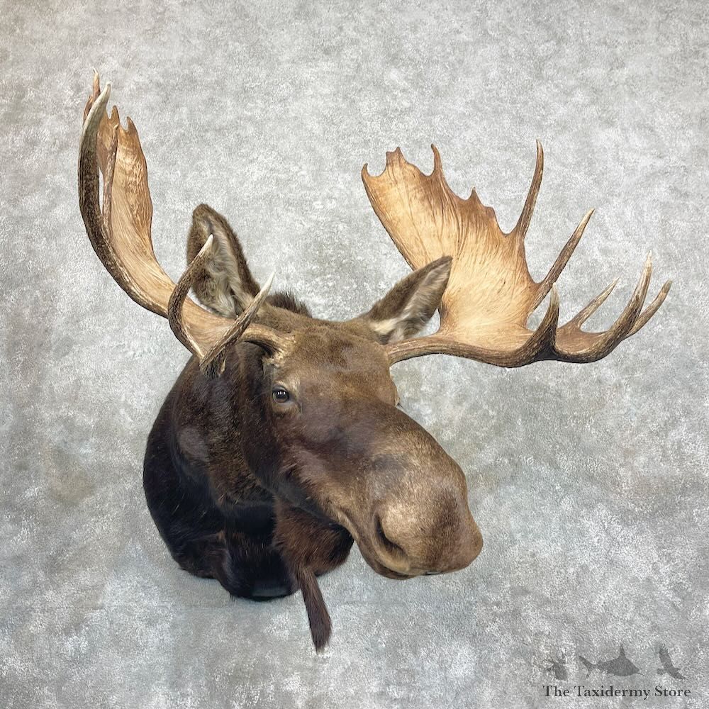 Shiras Moose Shoulder Mount For Sale #27292 @ The Taxidermy Store