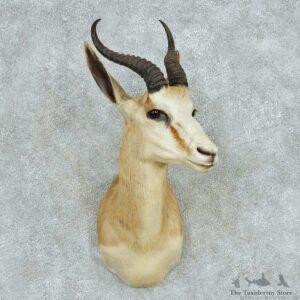 African Springbok Shoulder Mount #13612 For Sale @ The Taxidermy Store