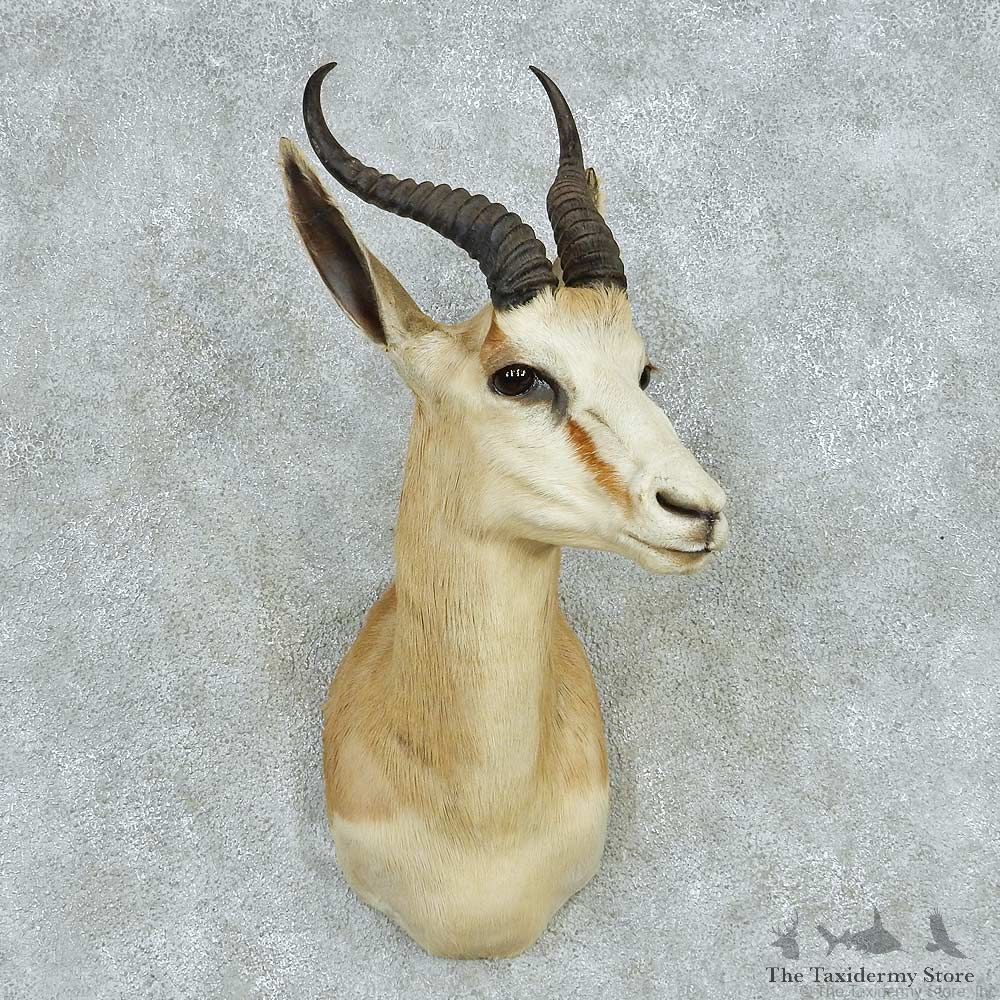 African Springbok Shoulder Mount #13612 For Sale @ The Taxidermy Store