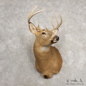Whitetail Deer Shoulder Mount For Sale #20481 @ The Taxidermy Store