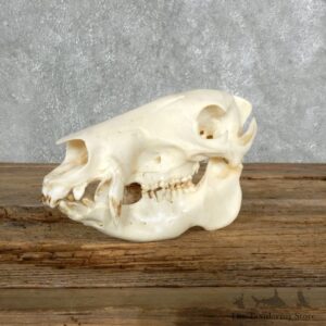 Javelina Full Skull Mount #18021 For Sale @ The Taxidermy Store
