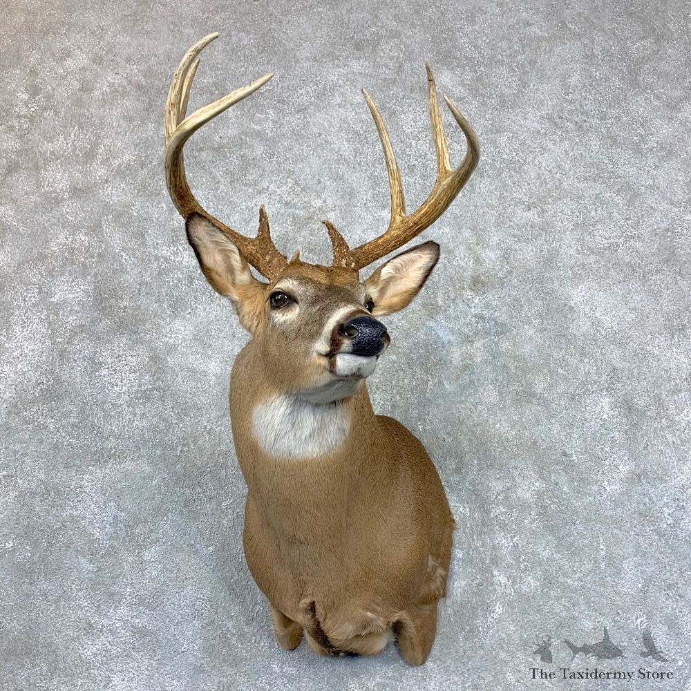 Whitetail Deer Shoulder Mount #23513 For Sale - The Taxidermy Store