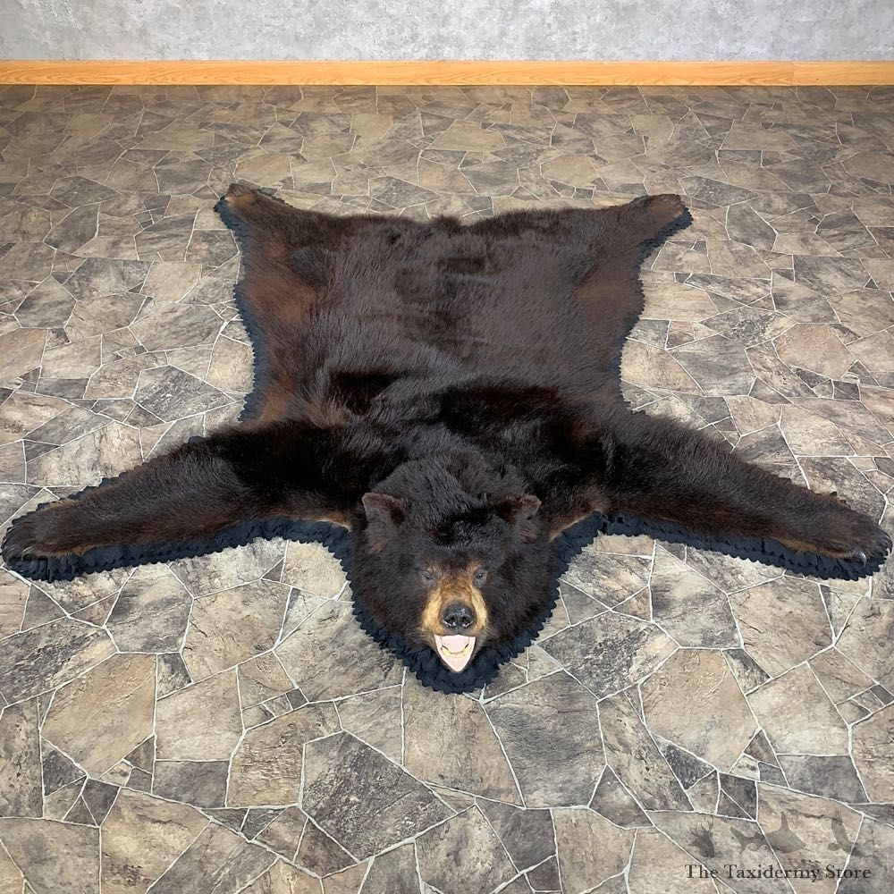 Black Bear Full-Size Rug For Sale #23330 @ The Taxidermy Store