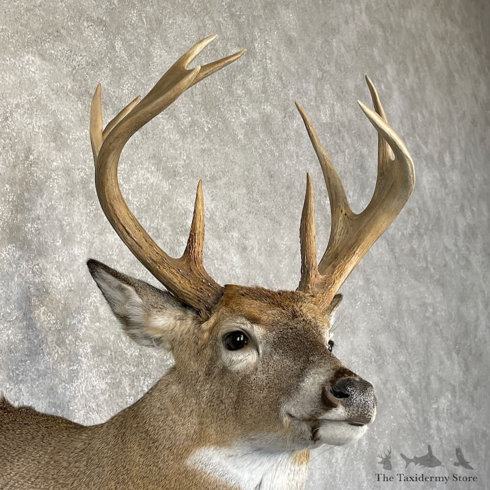 Whitetail Deer Shoulder Mount For Sale #28168 - The Taxidermy Store