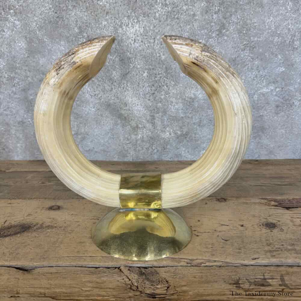Hippopotamus Tooth Set Display Safari Decor For Sale #31423 @ The Taxidermy Store