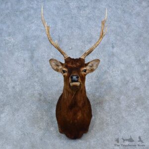 Sika Deer Shoulder Mount For Sale #15296 @ The Taxidermy Store