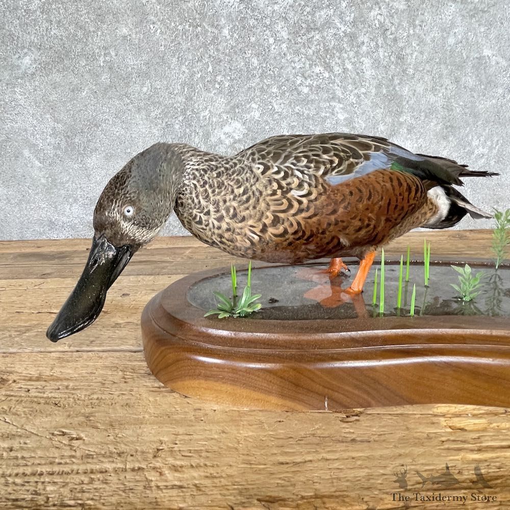 Argentine Red Shoveler Taxidermy Duck Mount For Sale #26648 @The Taxidermy Store