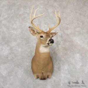 Whitetail Deer Shoulder Mount For Sale #18830 @ The Taxidermy Store