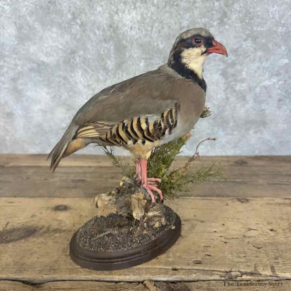 Chukar Partridge Life-Size Mount For Sale #30702 @ The Taxidermy Store