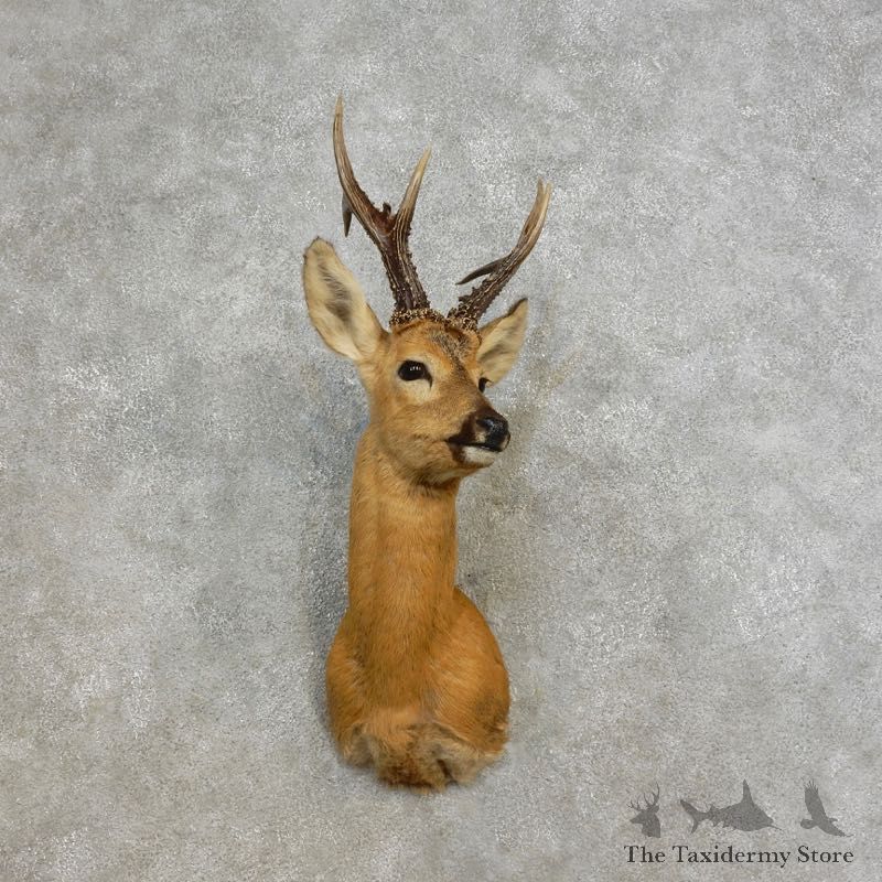Siberian Roe Deer Shoulder Mount For Sale #17284 @ The Taxidermy Store