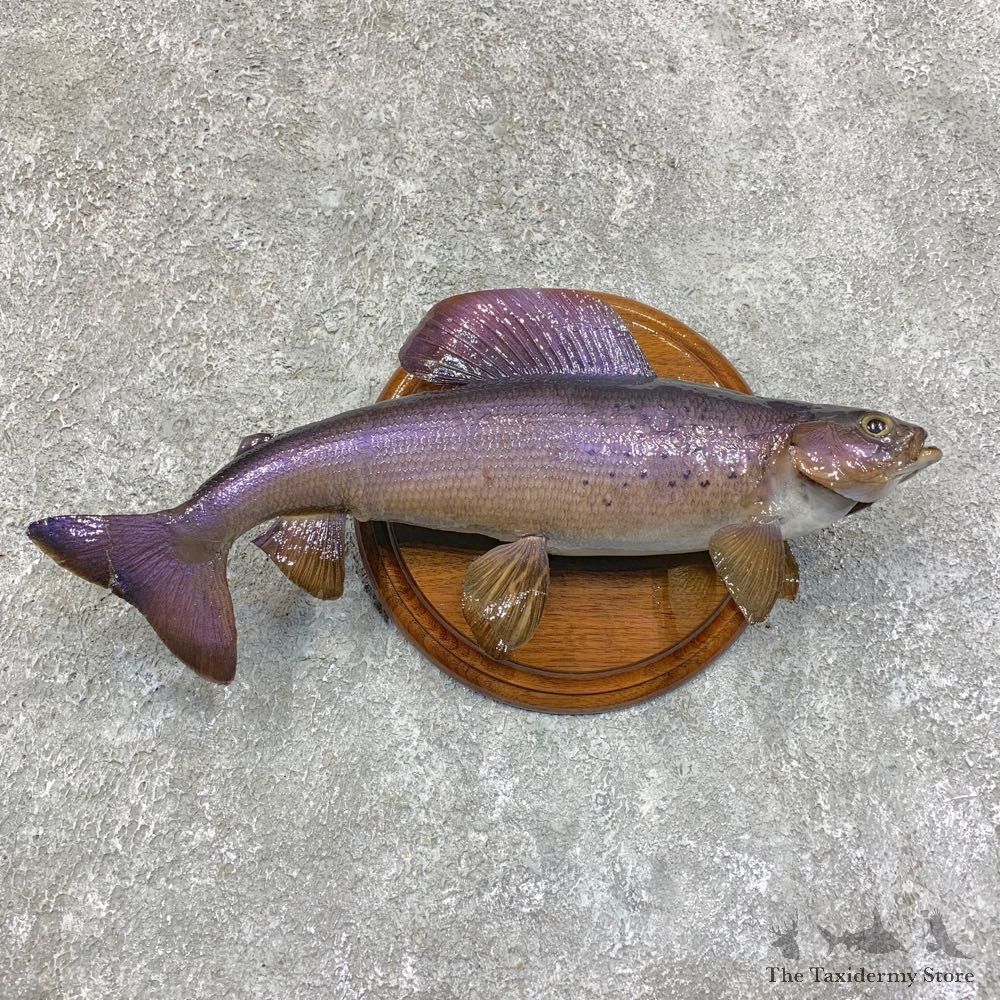 Arctic Grayling Fish Mount For Sale #21814 @ The Taxidermy Store