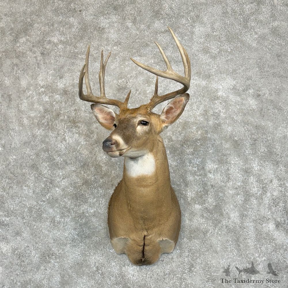 Whitetail Deer Shoulder Mount For Sale #29382 @ The Taxidermy Store